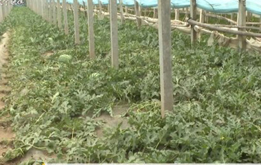 大寧：大棚西瓜“甜蜜”上市